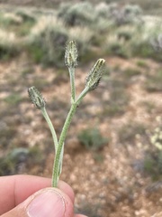 Crepis modocensis