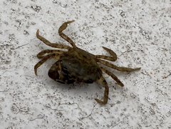 Rhithropanopeus harrisii