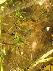 Najas guadalupensis