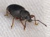 Strawberry Root Weevil - Photo (c) Stuart Tingley, some rights reserved (CC BY-NC), uploaded by Stuart Tingley
