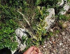 Asphodeline liburnica