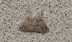 Sabulodes packardata