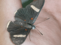 Melanis leucophlegma
