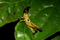 Ommatolampis perspicillata