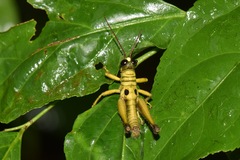 Ommatolampis perspicillata