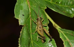 Ommatolampis perspicillata