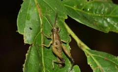 Ommatolampis perspicillata