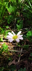 Callianthemum kernerianum