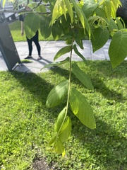 Juglans nigra