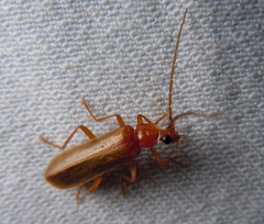 Rhagonycha translucida