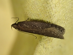Neofaculta infernella