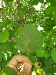 Crataegus canadensis
