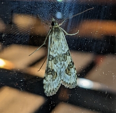 Nomophila noctuella