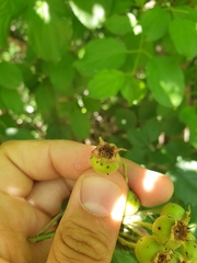 Crataegus canadensis