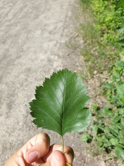 Crataegus canadensis
