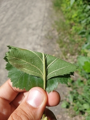 Crataegus canadensis
