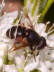 Eristalis cryptarum