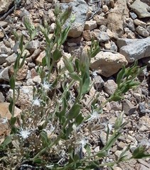 Brickellia oblongifolia