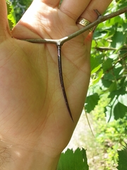Crataegus canadensis