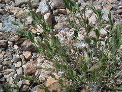 Brickellia oblongifolia