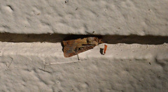 Agrotis vancouverensis