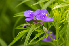 Tradescantia bracteata