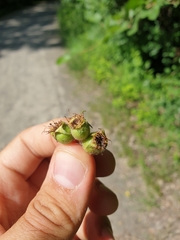 Crataegus canadensis