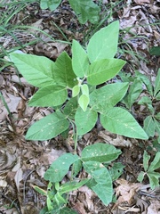 Desmodium canescens