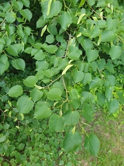 Tilia cordata