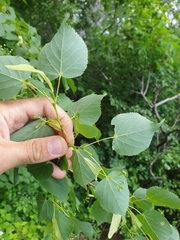 Tilia cordata