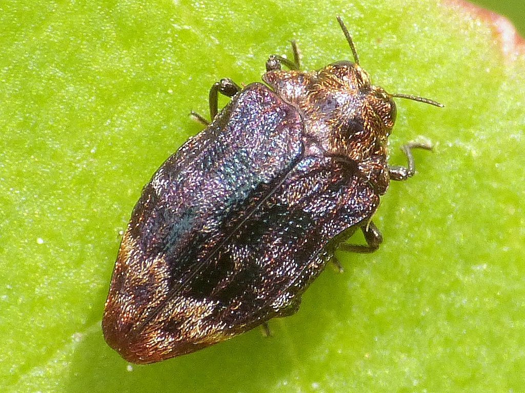 Northern Red Oak Jewel Beetle