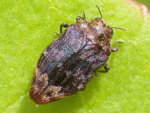 Brachys aerosus Melsheimer, 1845