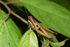 Ommatolampis perspicillata