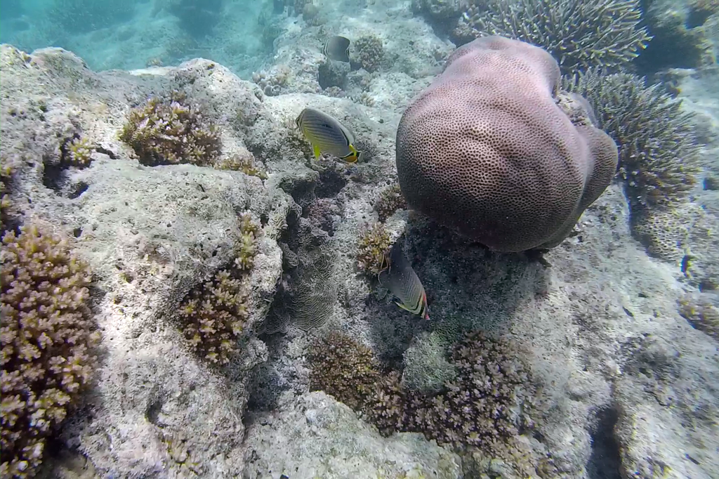 herringbone butterflyfish