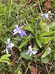 Viola septentrionalis