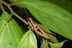 Ommatolampis perspicillata