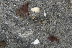 Leptocottus