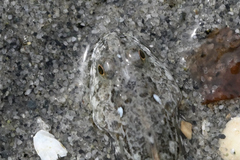 Leptocottus