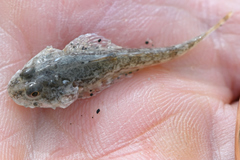 Leptocottus