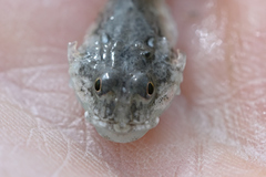Leptocottus
