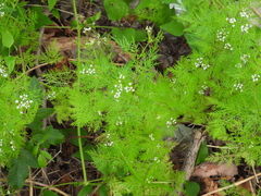 Trepocarpus aethusae