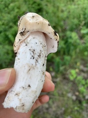 Morchella punctipes