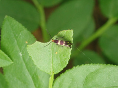 Micropterix aureatella