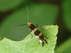 Micropterix aureatella
