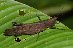 Phaeoparia aequatorialis
