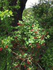 Bouvardia multiflora