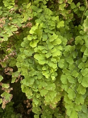 Adiantum capillus-veneris