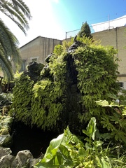 Adiantum capillus-veneris