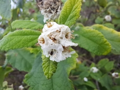 Varronia macrocephala