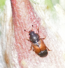 Caplothorax melanopterus